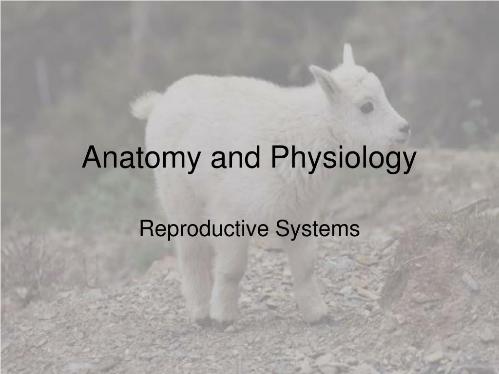 Anatomy visual data 8