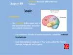 Brain - slide 1