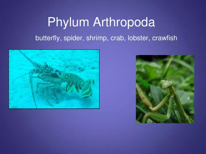 phylum arthropoda