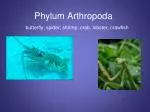 The Phylum Arthropoda: Fascinating Facts about Crustaceans and Insects - slide 1