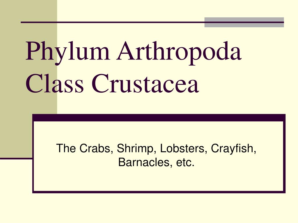 PPT - Phylum Arthropoda Class Crustacea PowerPoint Presentation, free ...