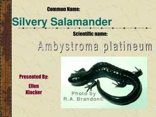 Silvery Salamander