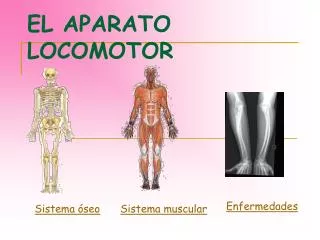el aparato locomotor