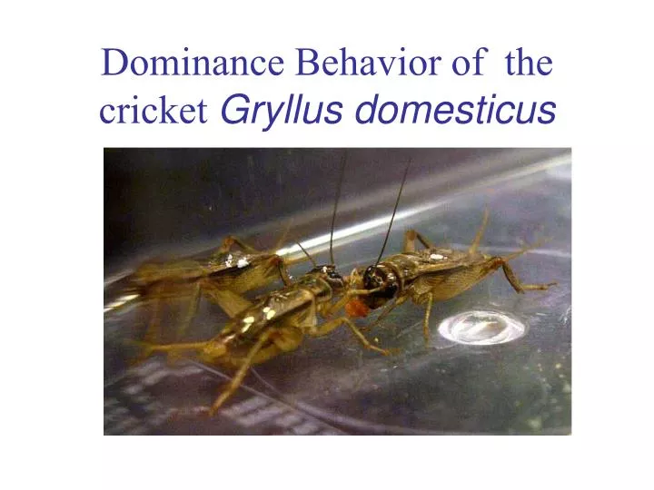 dominance behavior of the cricket gryllus domesticus