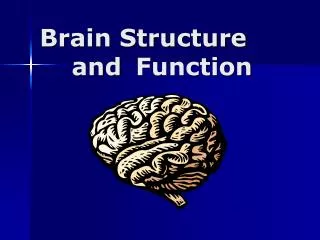 Brain Structure 	and 	Function