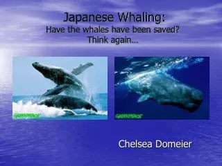 Japanese Whaling: Have the whales have been saved? Think again…