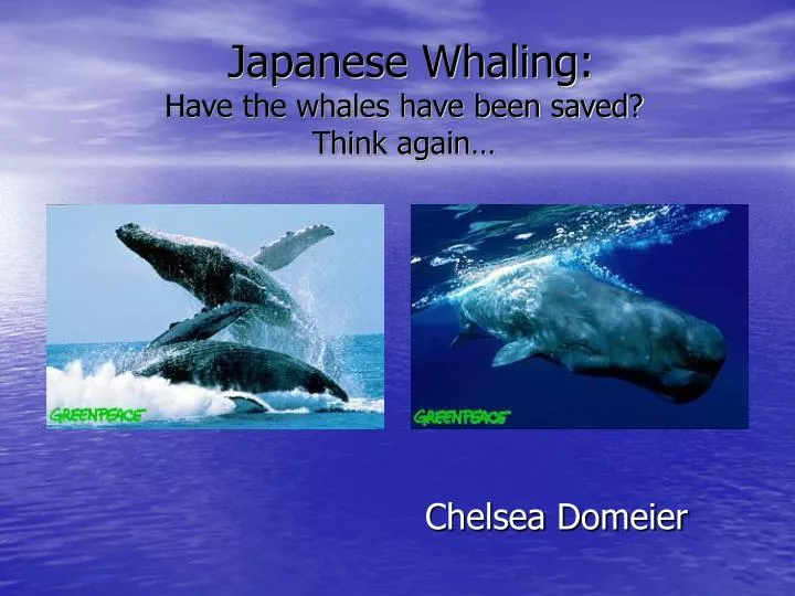 japanese whaling have the whales have been saved think again