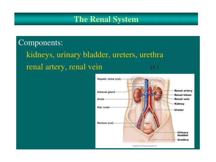 the renal system