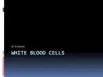 White blood cells - slide 1