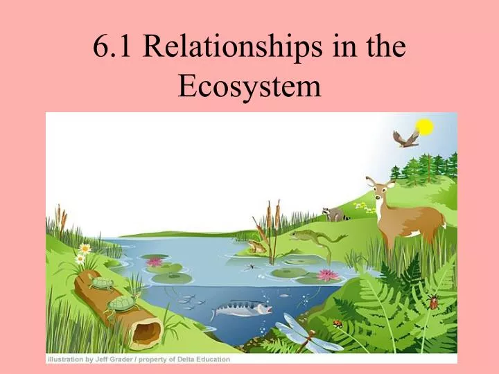 6 1 relationships in the ecosystem
