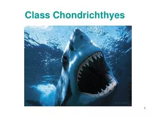 Class Chondrichthyes