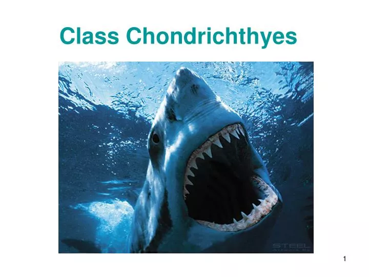 class chondrichthyes