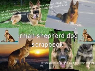 German shepherd dogs’ scrapbook