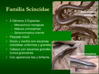 Familia Scincidae