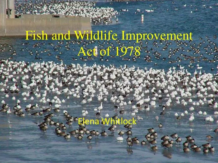 fish and wildlife improvement act of 1978