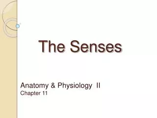 The Senses