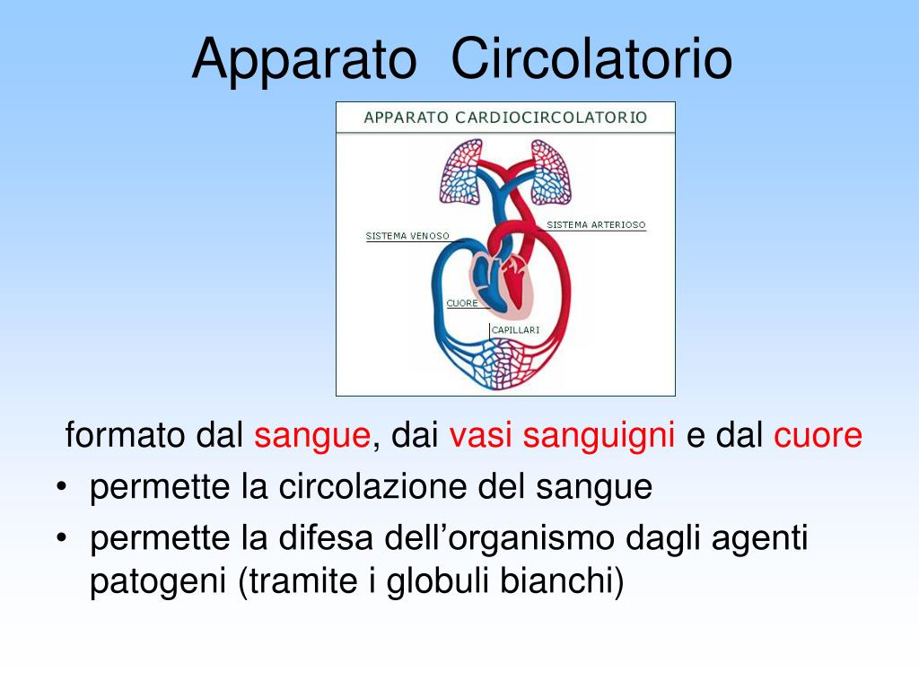 PPT - Apparato Circolatorio PowerPoint Presentation, free download - ID