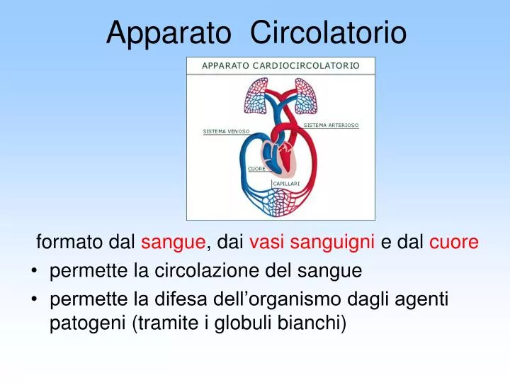 apparato circolatorio