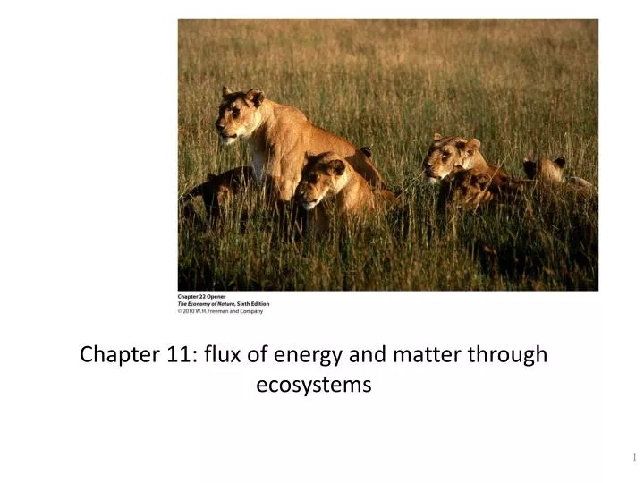 chapter 11 flux of energy and matter through ecosystems