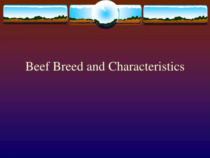 beef breed and characteristics