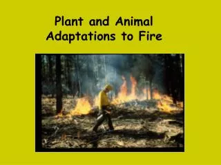 Plant and Animal Adaptations to Fire