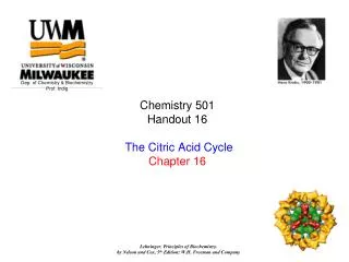 Chemistry 501 Handout 16 The Citric Acid Cycle Chapter 16