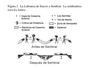 Figura 1. La Labranza de Surcos a Sembrar. La sembradora roza los lomos.