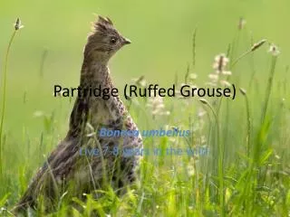 Partridge (Ruffed Grouse)