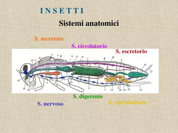 sistemi anatomici