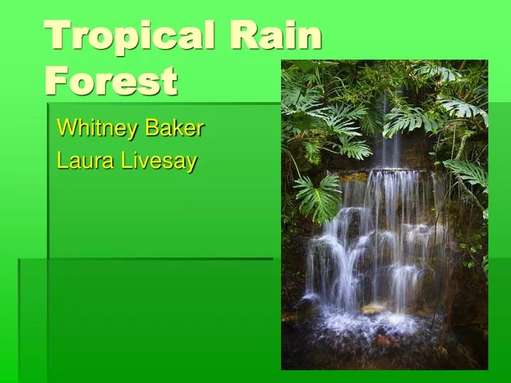 tropical rain forest