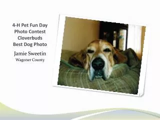 4-H Pet Fun Day Photo Contest Cloverbuds Best Dog Photo