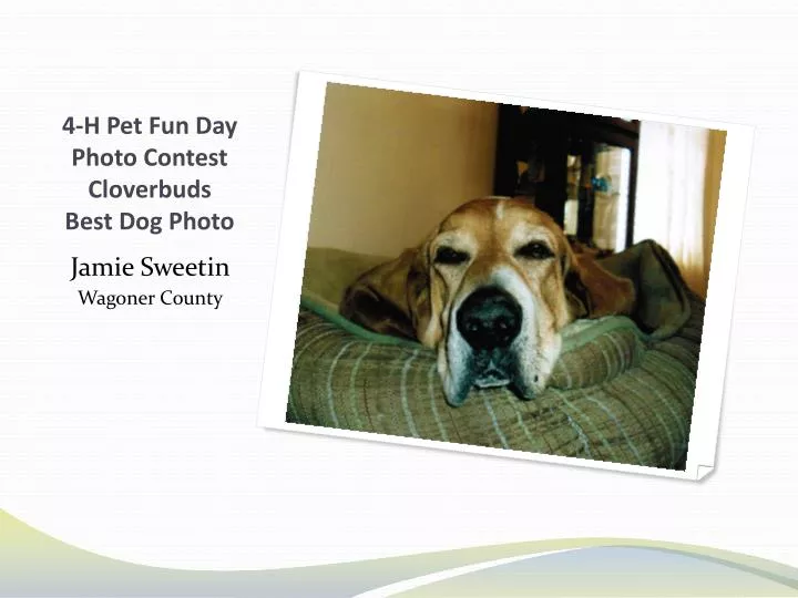 4 h pet fun day photo contest cloverbuds best dog photo