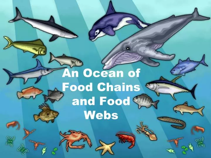 an ocean of food chains and food webs
