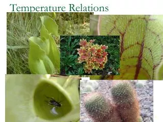Temperature Relations