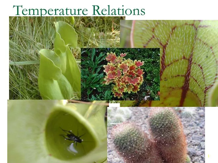 temperature relations