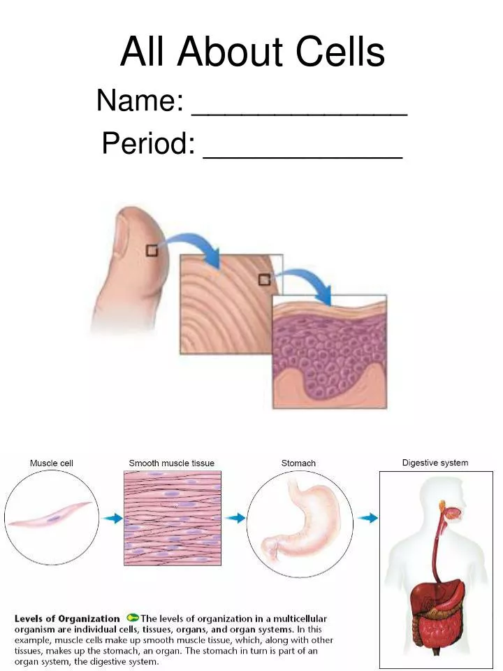 PPT - All About Cells PowerPoint Presentation, free download - ID