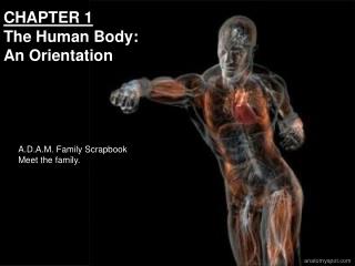 CHAPTER 1 The Human Body: An Orientation