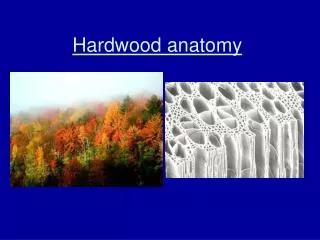 Hardwood anatomy