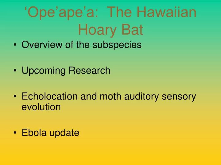 ope ape a the hawaiian hoary bat