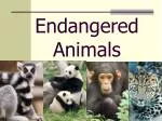Endangered Animals - slide 1