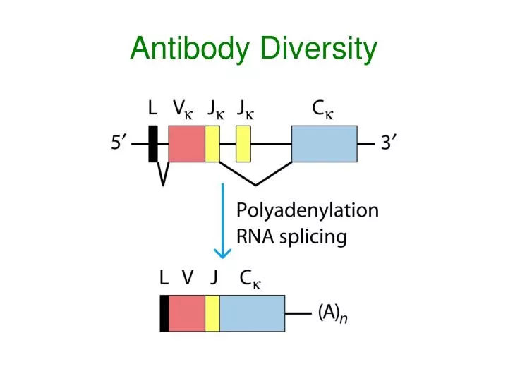 antibody diversity