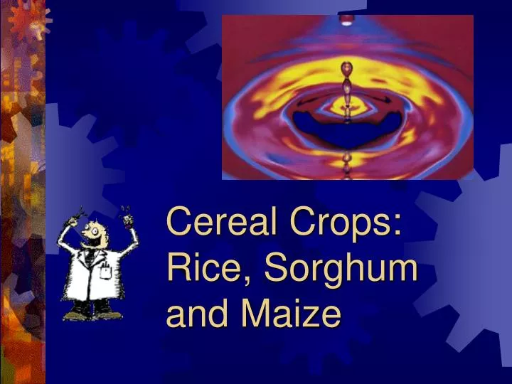 cereal crops rice sorghum and maize