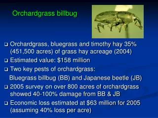 Orchardgrass billbug