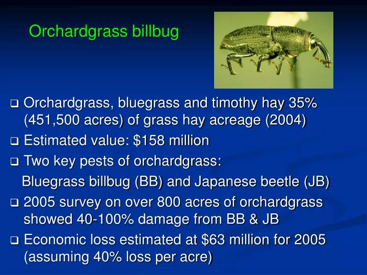 orchardgrass billbug