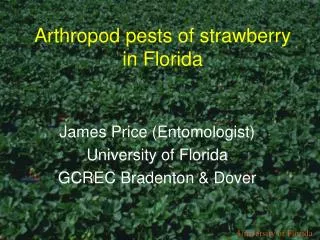 Arthropod pests of strawberry in Florida
