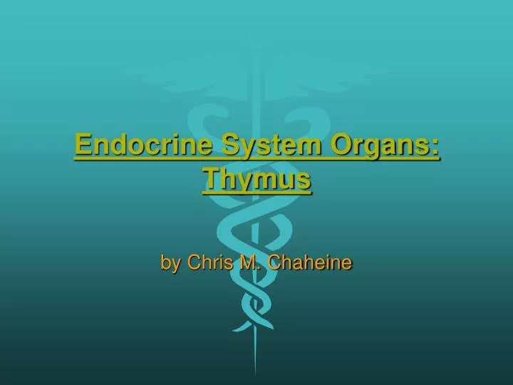 endocrine system organs thymus