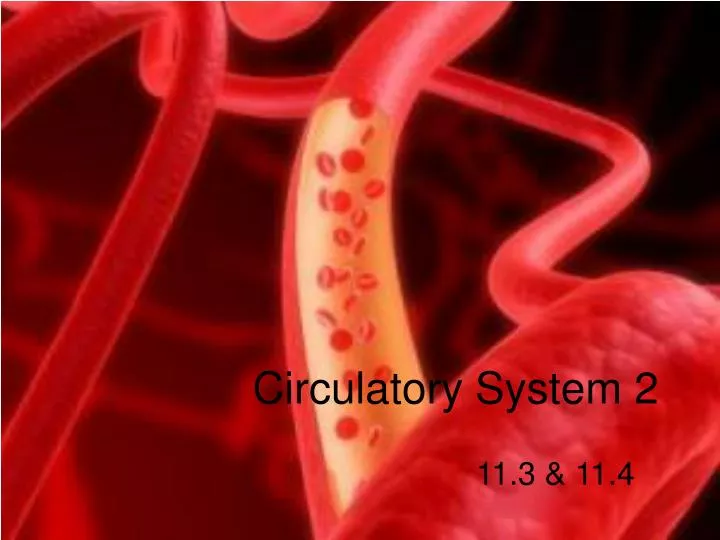 circulatory system 2