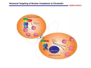 Hormonal Targeting of Nuclear Complexes to Chromatin