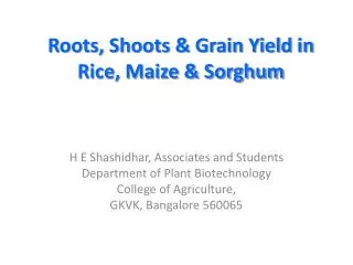 Roots, Shoots &amp; Grain Yield in Rice, Maize &amp; Sorghum