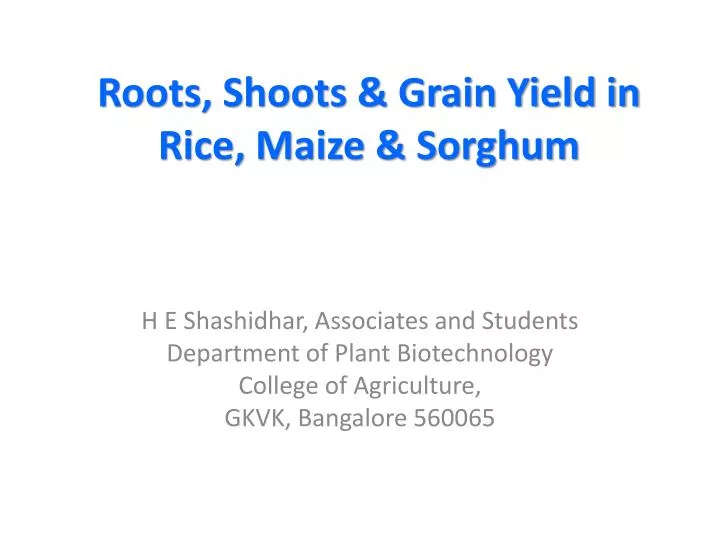 roots shoots grain yield in rice maize sorghum
